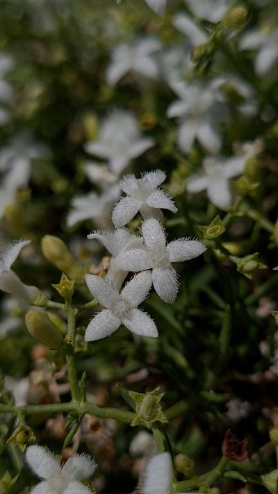 Amphiasma divaricatum, photographed by Petra Holland