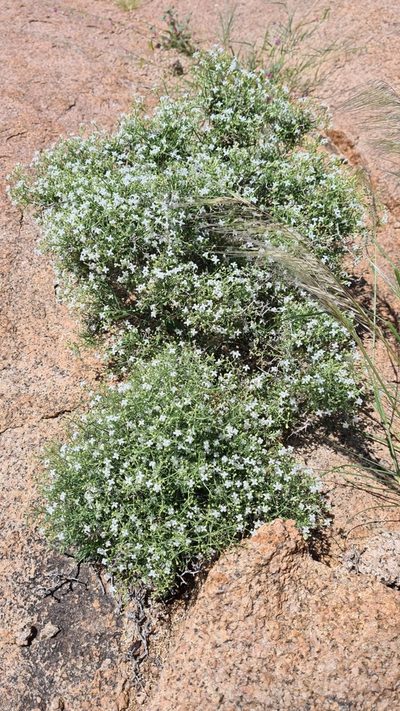 Amphiasma divaricatum, photographed by Petra Holland