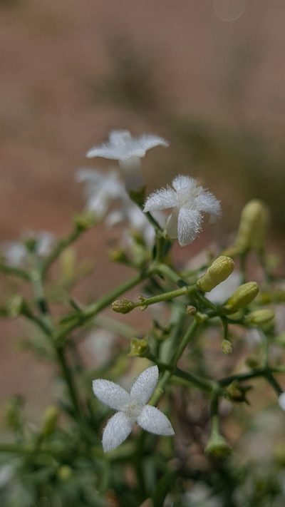 Amphiasma divaricatum, photographed by Petra Holland