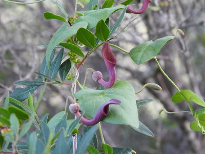 Aristolochia baetica, photographed by Duarte Frade