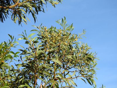 Acacia pycnantha, photographed by Duarte Frade