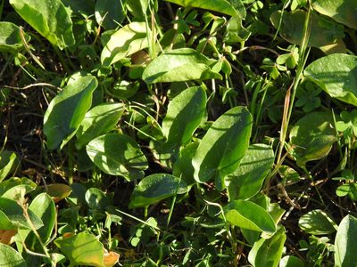 Arisarum simorrhinum, photographed by Duarte Frade