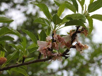 Prunus amygdalus, photographed by Duarte Frade