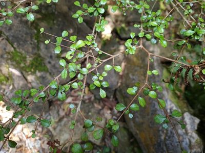 Lophomyrtus obcordata, photographed by gnapp