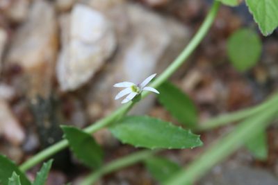 Lobelia leucotos, photographed by Hugo Innes