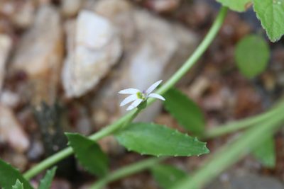 Lobelia leucotos, photographed by Hugo Innes
