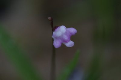 Utricularia minutissima, photographed by Hugo Innes