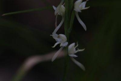 Habenaria propinquior, photographed by Hugo Innes