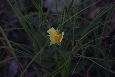 Hibbertia longifolia, photographed by Hugo Innes
