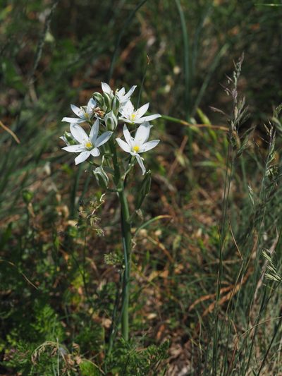 Ornithogalum comosum, photographed by carnifex