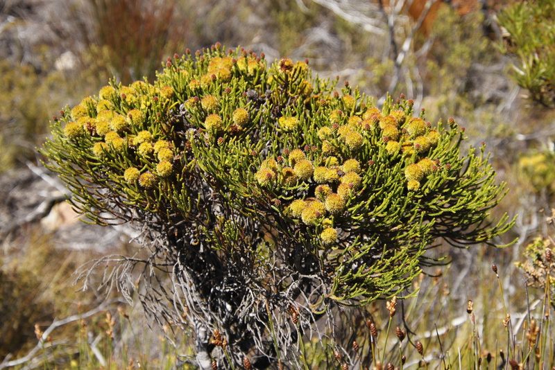 Brunia fragarioides, photographed by Tony Rebelo