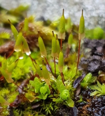 Encalypta vulgaris, photographed by Helen Waterman