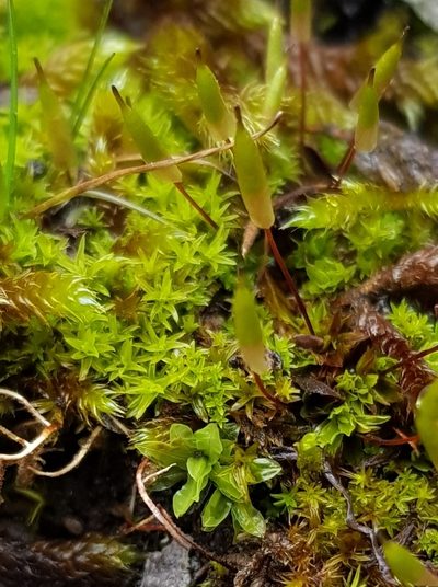Encalypta vulgaris, photographed by Helen Waterman