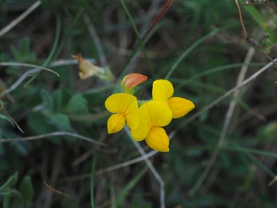 Lotus borbasii, photographed by carnifex