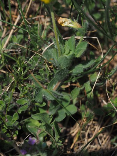 Lotus borbasii, photographed by carnifex