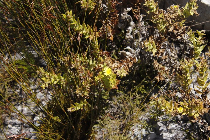 Nephrotheca ilicifolia, photographed by Tony Rebelo