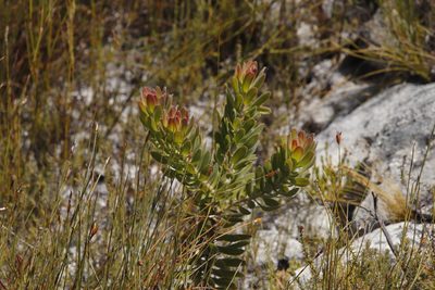 Leucospermum oleifolium, photographed by Tony Rebelo