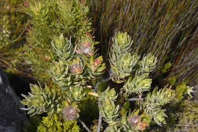 Leucospermum oleifolium, photographed by Tony Rebelo