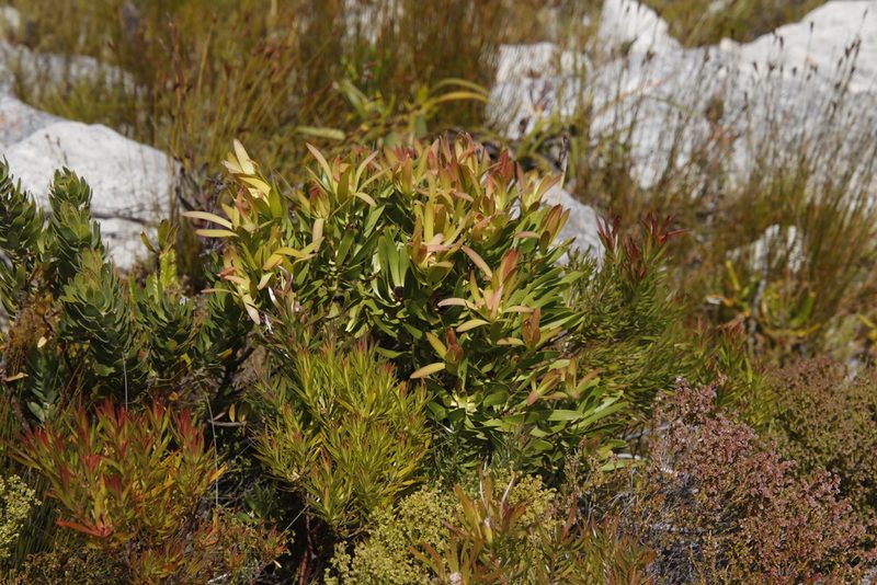 Leucadendron microcephalum, photographed by Tony Rebelo