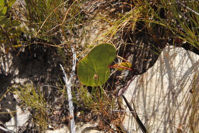 Protea cordata, photographed by Tony Rebelo