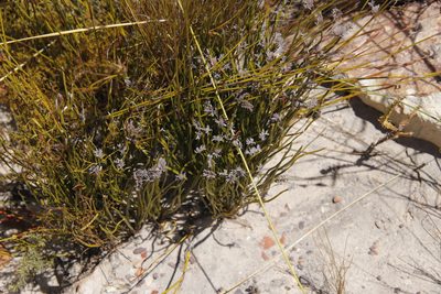 Schizaea pectinata, photographed by Tony Rebelo