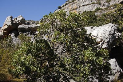 Pterocelastrus tricuspidatus, photographed by Tony Rebelo