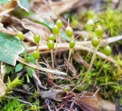 Entosthodon fascicularis, photographed by Helen Waterman