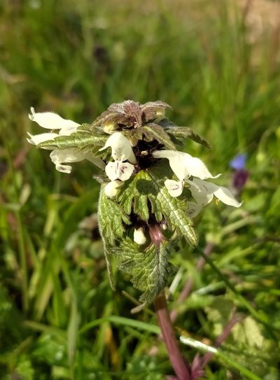 Lamium bifidum, photographed by Francesco Santoro