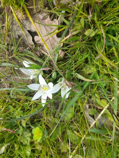 Ornithogalum exscapum, photographed by etrusko25