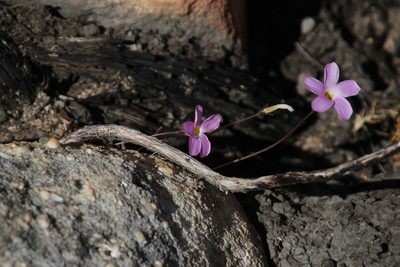 Oxalis pocockiae, photographed by Tony Rebelo