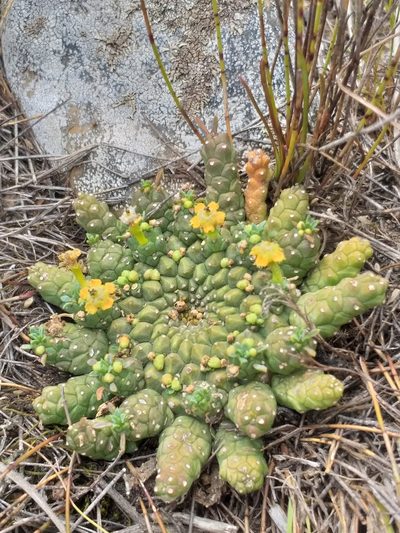 Euphorbia procumbens, photographed by kevin koen