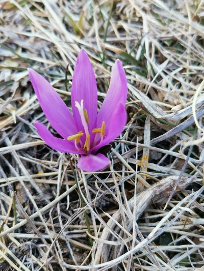 Colchicum bulbocodium, photographed by Roland Godon