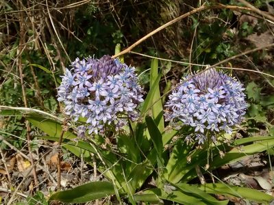 Scilla peruviana, photographed by Duarte Frade