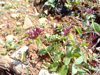 Valeriana cornucopiae, photographed by Duarte Frade