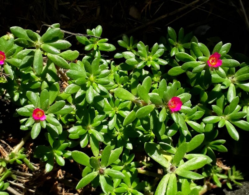 Portulaca obtusa, photographed by Lauu