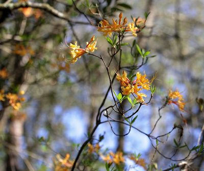 Rhododendron austrinum, photographed by Lauren McLaurin