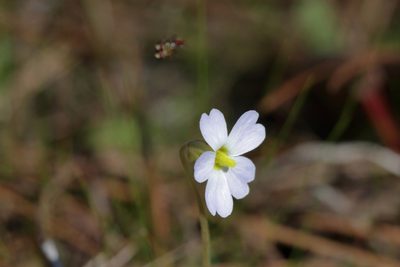 Pinguicula primuliflora, photographed by Kim