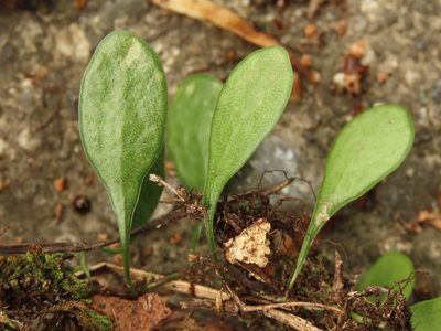 Lepisorus microphyllus, photographed by chiuluan