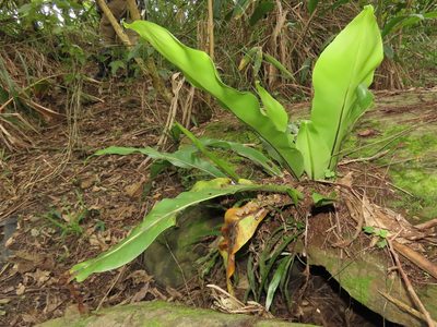 Asplenium setoi, photographed by chiuluan