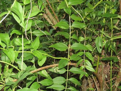 Coriaria intermedia, photographed by chiuluan
