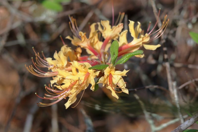 Rhododendron austrinum, photographed by Kim