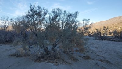 Psorodendron spinosum, photographed by Craig Martin