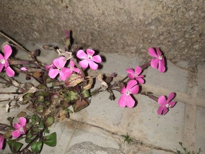 Silene pseudoatocion, photographed by Tim Johnson