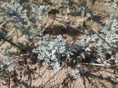 Artemisia caerulescens, photographed by Tim Johnson