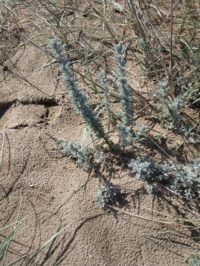 Artemisia caerulescens, photographed by Tim Johnson