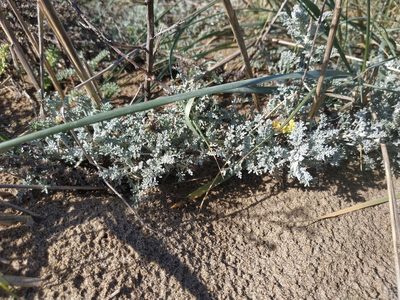 Artemisia caerulescens, photographed by Tim Johnson