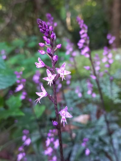 Stenoglottis fimbriata, photographed by Ferncliffe forest wilding
