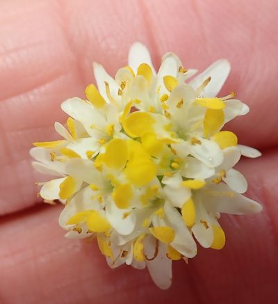 Polycarena aurea, photographed by Peter Warren