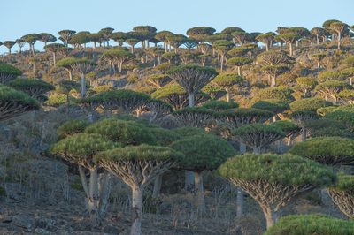 Dracaena cinnabari, photographed by Morten Ross
