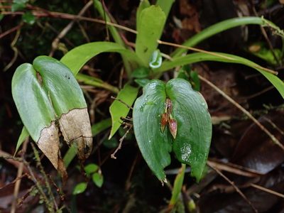 Pleurothallis coriacardia, photographed by Nolan Exe